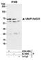 Ubiquitin-associated protein 1 antibody, A304-848A, Bethyl Labs, Immunoprecipitation image 