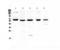 TNF Receptor Associated Factor 3 antibody, PA5-80180, Invitrogen Antibodies, Western Blot image 