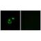 Chloride Channel CLIC Like 1 antibody, A11480, Boster Biological Technology, Immunofluorescence image 