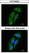 Dipeptidyl Peptidase 3 antibody, LS-C185751, Lifespan Biosciences, Immunocytochemistry image 