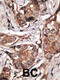 HtrA Serine Peptidase 1 antibody, 56-987, ProSci, Immunohistochemistry paraffin image 