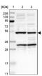 Cell death regulator Aven antibody, NBP1-87313, Novus Biologicals, Western Blot image 