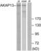 A-kinase anchor protein 13 antibody, LS-C119002, Lifespan Biosciences, Western Blot image 