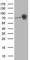 Catenin Beta 1 antibody, CF502338, Origene, Western Blot image 
