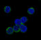 Janus Kinase 2 antibody, MP00027, Boster Biological Technology, Immunofluorescence image 