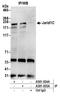 Lysine Demethylase 5C antibody, A301-034A, Bethyl Labs, Immunoprecipitation image 