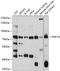Sorting nexin-18 antibody, A09010, Boster Biological Technology, Western Blot image 