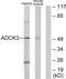 Coenzyme Q8A antibody, abx013708, Abbexa, Western Blot image 