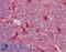 Pyridoxal Phosphatase antibody, LS-B10464, Lifespan Biosciences, Immunohistochemistry frozen image 