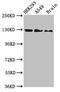 Eukaryotic translation initiation factor 4E transporter antibody, CSB-PA873633LA01HU, Cusabio, Western Blot image 