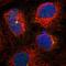 mBD-1 antibody, HPA023370, Atlas Antibodies, Immunofluorescence image 