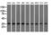 Eukaryotic translation initiation factor 2 subunit 1 antibody, M04387-4, Boster Biological Technology, Western Blot image 