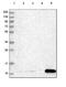 Stress Associated Endoplasmic Reticulum Protein 1 antibody, HPA038970, Atlas Antibodies, Western Blot image 