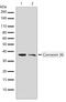 Gap Junction Protein Delta 2 antibody, 701194, Invitrogen Antibodies, Western Blot image 