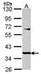 Proline Rich 11 antibody, PA5-30760, Invitrogen Antibodies, Western Blot image 