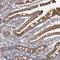 Microtubule Associated Protein 11 antibody, NBP1-83806, Novus Biologicals, Immunohistochemistry frozen image 