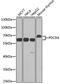 Dug antibody, GTX35232, GeneTex, Western Blot image 