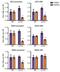 Histone H2B antibody, NBP2-54770, Novus Biologicals, Chromatin Immunoprecipitation image 