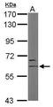 Lysine Acetyltransferase 7 antibody, PA5-27601, Invitrogen Antibodies, Western Blot image 