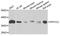 Protein Phosphatase 1 Catalytic Subunit Gamma antibody, A4035, ABclonal Technology, Western Blot image 