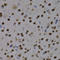 Myocyte Enhancer Factor 2C antibody, STJ24543, St John