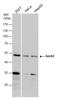 SEC62 Homolog, Preprotein Translocation Factor antibody, GTX129853, GeneTex, Western Blot image 