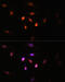Lysine Acetyltransferase 6A antibody, 15-827, ProSci, Immunofluorescence image 