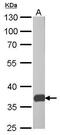 Peroxisomal biogenesis factor 19 antibody, GTX628212, GeneTex, Western Blot image 