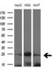 Myosin Light Chain 4 antibody, LS-C340332, Lifespan Biosciences, Western Blot image 