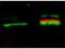 CD1a Molecule antibody, orb388816, Biorbyt, Western Blot image 