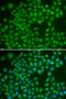 RAB4A antibody, LS-B14391, Lifespan Biosciences, Immunofluorescence image 