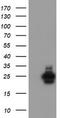 Ubiquitin Conjugating Enzyme E2 E3 antibody, TA800055BM, Origene, Western Blot image 