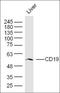Complement factor H antibody, orb135638, Biorbyt, Western Blot image 