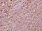 Peptidylprolyl Isomerase F antibody, A02803Y121, Boster Biological Technology, Immunohistochemistry frozen image 