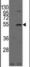 Dysbindin-1 antibody, PA5-12282, Invitrogen Antibodies, Western Blot image 