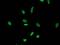Leukocyte Receptor Cluster Member 1 antibody, MA5-25595, Invitrogen Antibodies, Immunocytochemistry image 