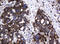 Galactosidase Beta 1 antibody, LS-C174372, Lifespan Biosciences, Immunohistochemistry frozen image 
