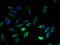 Exostosin Like Glycosyltransferase 3 antibody, A51669-100, Epigentek, Immunofluorescence image 