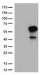 CD27 Molecule antibody, TA812366, Origene, Western Blot image 