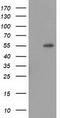 LMAN1 antibody, TA502137, Origene, Western Blot image 