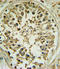 Proto-oncogene Wnt-1 antibody, LS-C160627, Lifespan Biosciences, Immunohistochemistry frozen image 