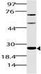 Spi-B Transcription Factor antibody, A02805, Boster Biological Technology, Western Blot image 