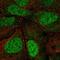 Protein argonaute-3 antibody, HPA075436, Atlas Antibodies, Immunofluorescence image 