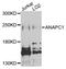 Anaphase-promoting complex subunit 1 antibody, STJ22606, St John