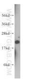 Ribosomal Protein L12 antibody, 14536-1-AP, Proteintech Group, Western Blot image 