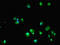 Dehydrogenase/Reductase 12 antibody, LS-C375573, Lifespan Biosciences, Immunofluorescence image 