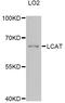 Lecithin-Cholesterol Acyltransferase antibody, LS-C747116, Lifespan Biosciences, Western Blot image 