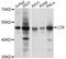 Lysyl Oxidase antibody, A10960, ABclonal Technology, Western Blot image 