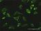 Lon Peptidase 1, Mitochondrial antibody, H00009361-D01P, Novus Biologicals, Immunocytochemistry image 