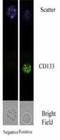 Prominin 1 antibody, NB120-16518, Novus Biologicals, Immunofluorescence image 
